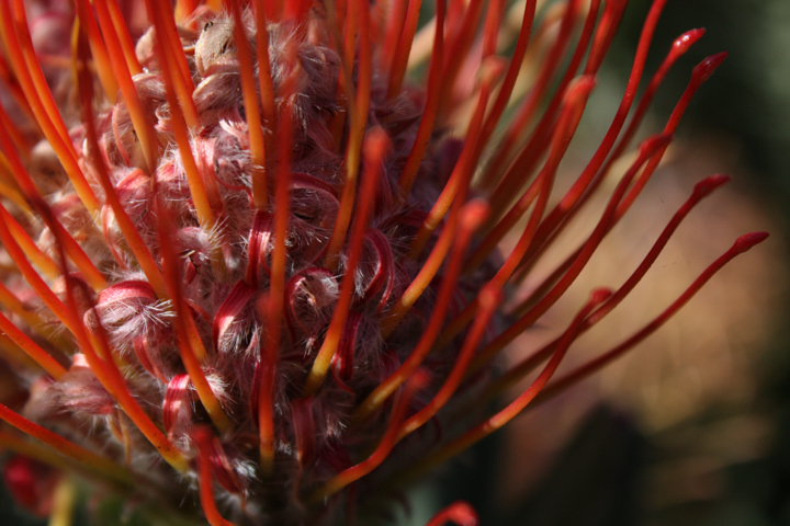 Red Pincushion Protea - SKU: CA_UPC_0005