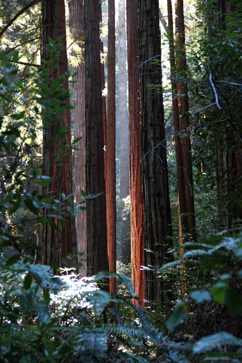 Redwood Grove in West Marin - SKU: CA_WM_0001