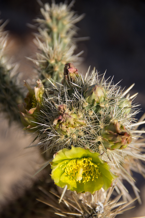 flowers and buds - cholla cactus - SKU: CA_ABD_0034