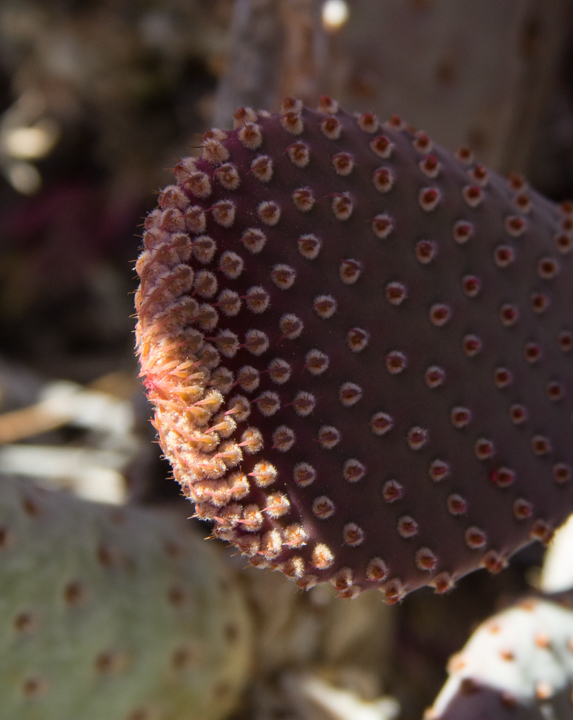 Spines of a beavertail cactus - SKU: CA_ABD_0038