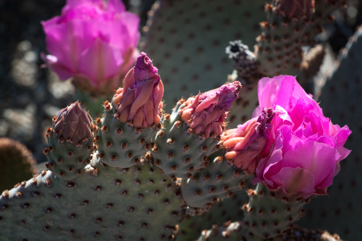 Beavertail cactus - SKU: CA_ABD_0055