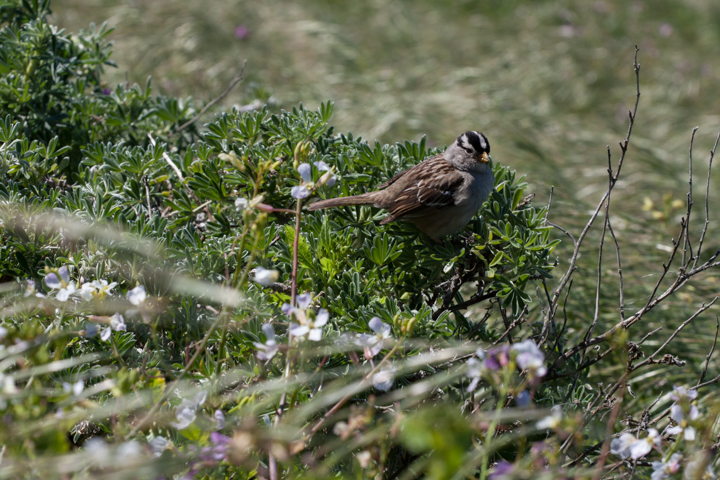 White-crowned sparrow - SKU: CA_PR_0057