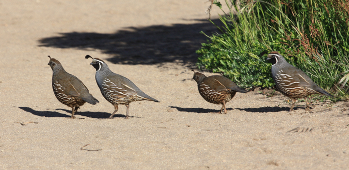 Four quail - SKU: CA_PR_0058
