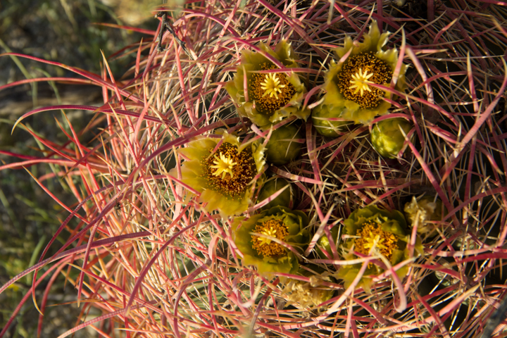 Flowering Barrel Cactus - Anza Borrego Desert - SKU: CA_ABD_0025