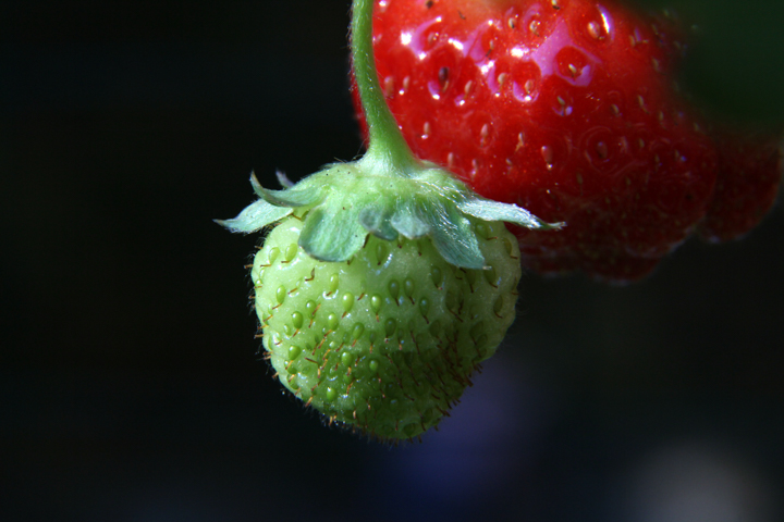 Strawberries - SKU: CA_UPC_0006