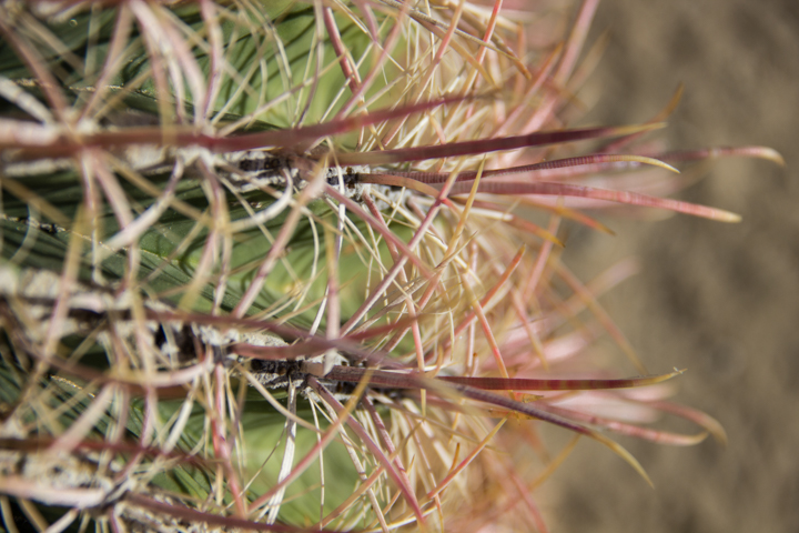 Barrel cactus spines - SKU: CA_ABD_0035