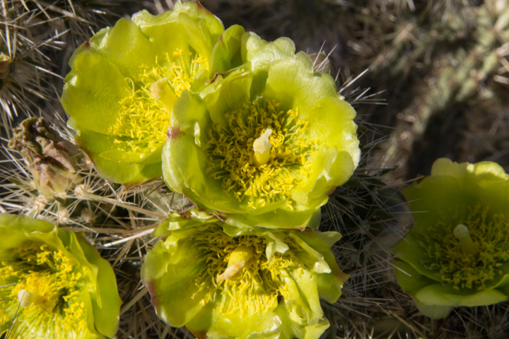 Flowering cholla cactus up close - SKU: CA_ABD_0036