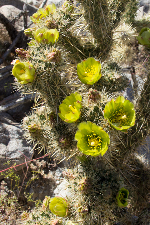 Flowering cholla cactus - SKU: CA_ABD_0037